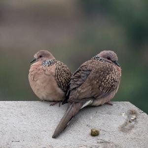 Spilopelia chinensis