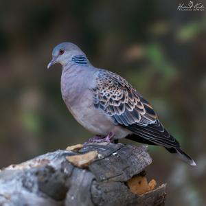 Streptopelia orientalis