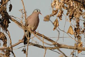 utils/thumbs/Columbidae/Turtur_YBQWjGHEdYyyrwtfyRDAsH.jpg