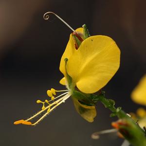 utils/thumbs/Commelinaceae/Aneilema_eBM9f9LK5KGdnRdJSNJuEy.jpg
