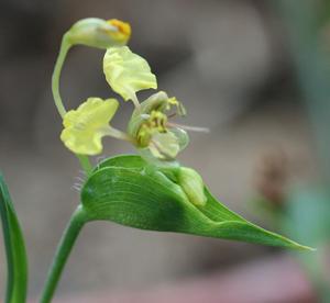 Commelina welwitschii