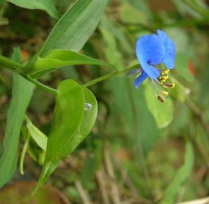 utils/thumbs/Commelinaceae/Commelina_bERkQ3EnEoGfDQfkZAp3cC.jpg