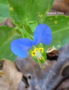Commelina caroliniana