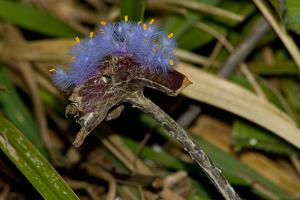 Cyanotis arachnoidea