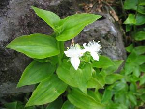 Tradescantia fluminensis