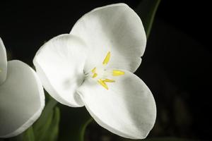 utils/thumbs/Commelinaceae/Weldenia_ndkcoG2BxxLAJrg53bYtwZ.jpg