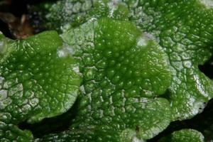 Conocephalum salebrosum