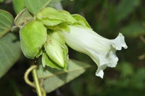 utils/thumbs/Convolvulaceae/Argyreia_AqGoyj4yFDTCtBHRAQNK7N.jpg