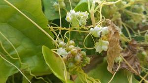 Cuscuta reflexa