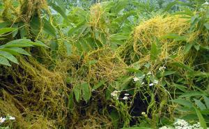 Cuscuta europaea