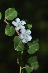 Evolvulus nummularius