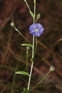 Evolvulus alsinoides