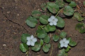 Evolvulus nummularius