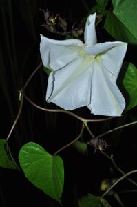 Ipomoea alba
