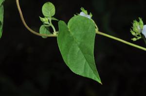 Jacquemontia paniculata