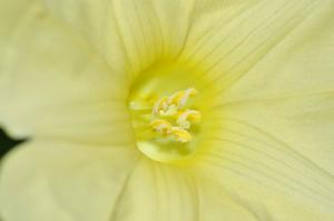 Merremia subsessilis