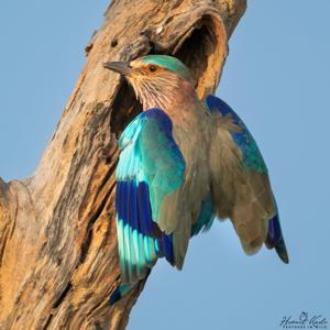 Coracias benghalensis