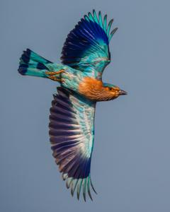 Coracias benghalensis