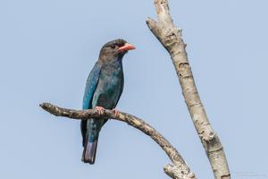 utils/thumbs/Coraciidae/Eurystomus_4KCACaLpbsnR4UVB8EcjCA.jpg