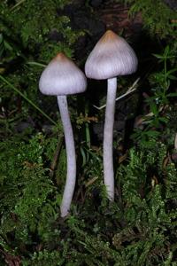 utils/thumbs/Cortinariaceae/Inocybe_MA4mTKdqH4xEKQRrZNxbhE.jpg