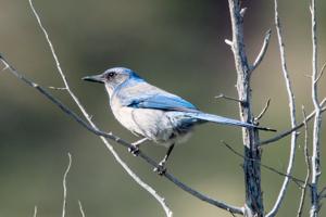 utils/thumbs/Corvidae/Aphelocoma_MwdD8bdP2djyFWTVbv7ZGA.jpg