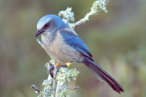 Aphelocoma coerulescens