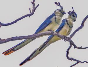 Calocitta formosa pompata