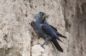 Coloeus monedula soemmerringii