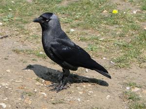 utils/thumbs/Corvidae/Coloeus_fTDKXyG2dtmDBNy5wybasA.jpg