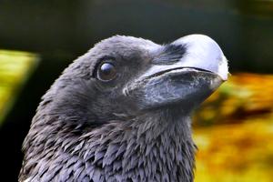 Corvus albicollis