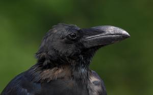 Corvus macrorhynchos japonensis