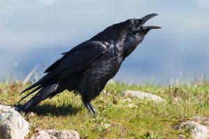 Corvus corax sinuatus