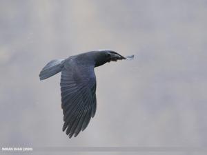 Corvus macrorhynchos