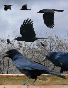 Corvus imparatus