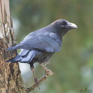 Corvus macrorhynchos