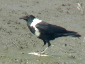 Corvus torquatus