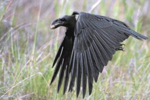 Corvus albicollis