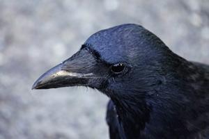 Corvus corax