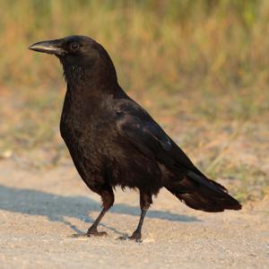 Corvus caurinus