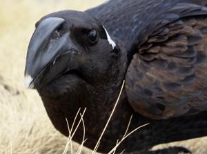 Corvus crassirostris