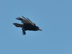 Corvus enca