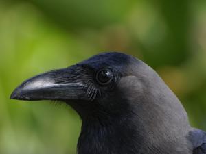 Corvus splendens