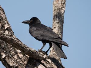 Corvus culminatus
