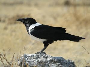 Corvus albus