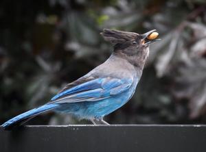 utils/thumbs/Corvidae/Cyanocitta_cRGpiaGgwVUkBXMbtmZB6o.jpg