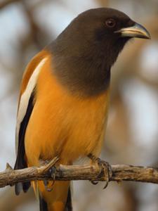 Dendrocitta vagabunda