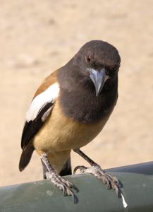 Dendrocitta vagabunda