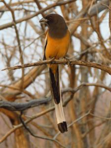 Dendrocitta vagabunda