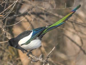 Pica pica hemileucoptera