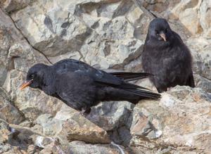 Pyrrhocorax pyrrhocorax brachypus